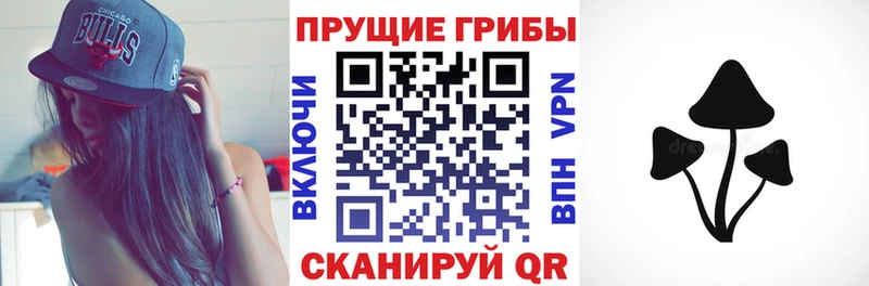 магазин  наркотиков  Зеленогорск  Псилоцибиновые грибы GOLDEN TEACHER 